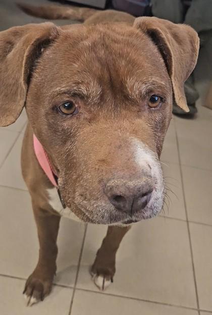 Diamond, a Adoptable mixed breed in Edgewood, NM image 2/3