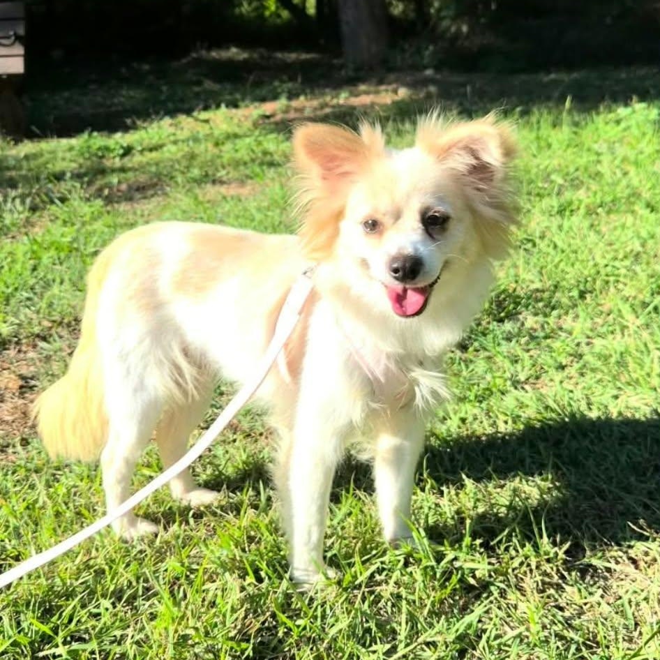 Enlarge Daisy, a Adopted mixed breed in Langley, BC image 2/6