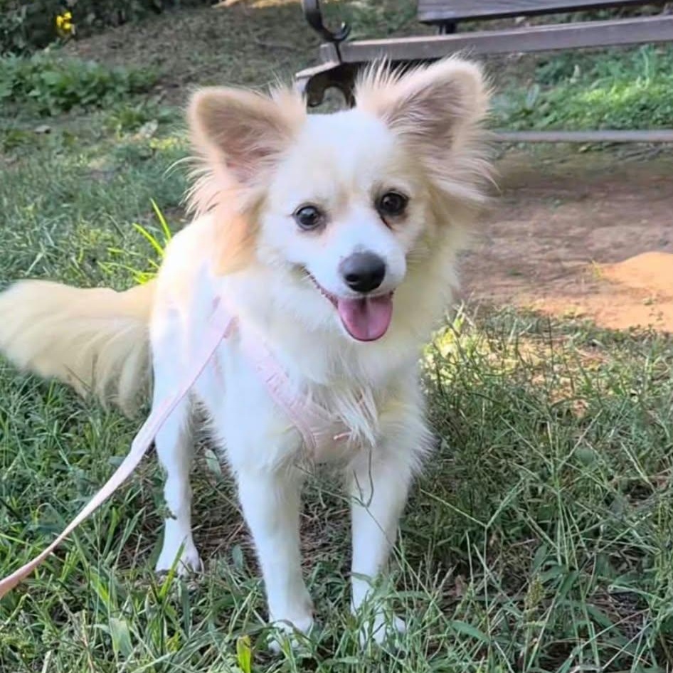 Enlarge Daisy, a Adopted mixed breed in Langley, BC image 1/6