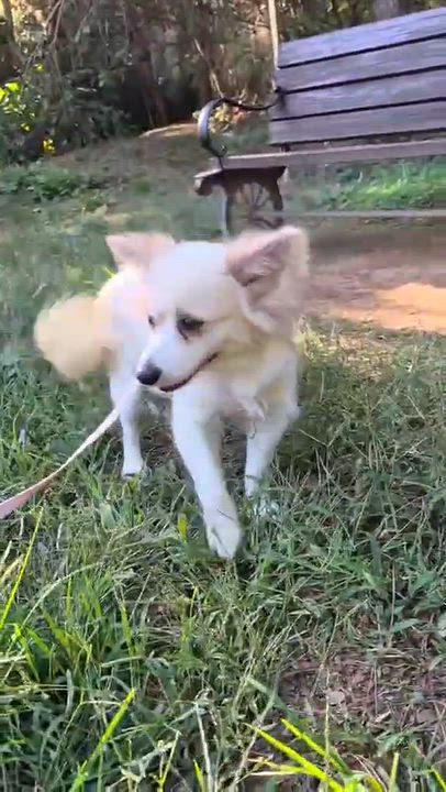 Enlarge Daisy, a Adopted mixed breed in Langley, BC video 5/6