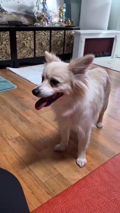 Enlarge Daisy, a Adopted mixed breed in Langley, BC video 6/6