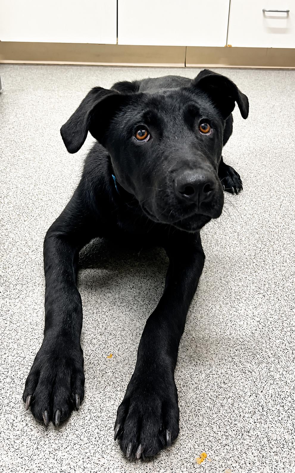 Enlarge Jenkins, a ADOPTABLE Mixed Breed in Moundsville, WV image 1/1