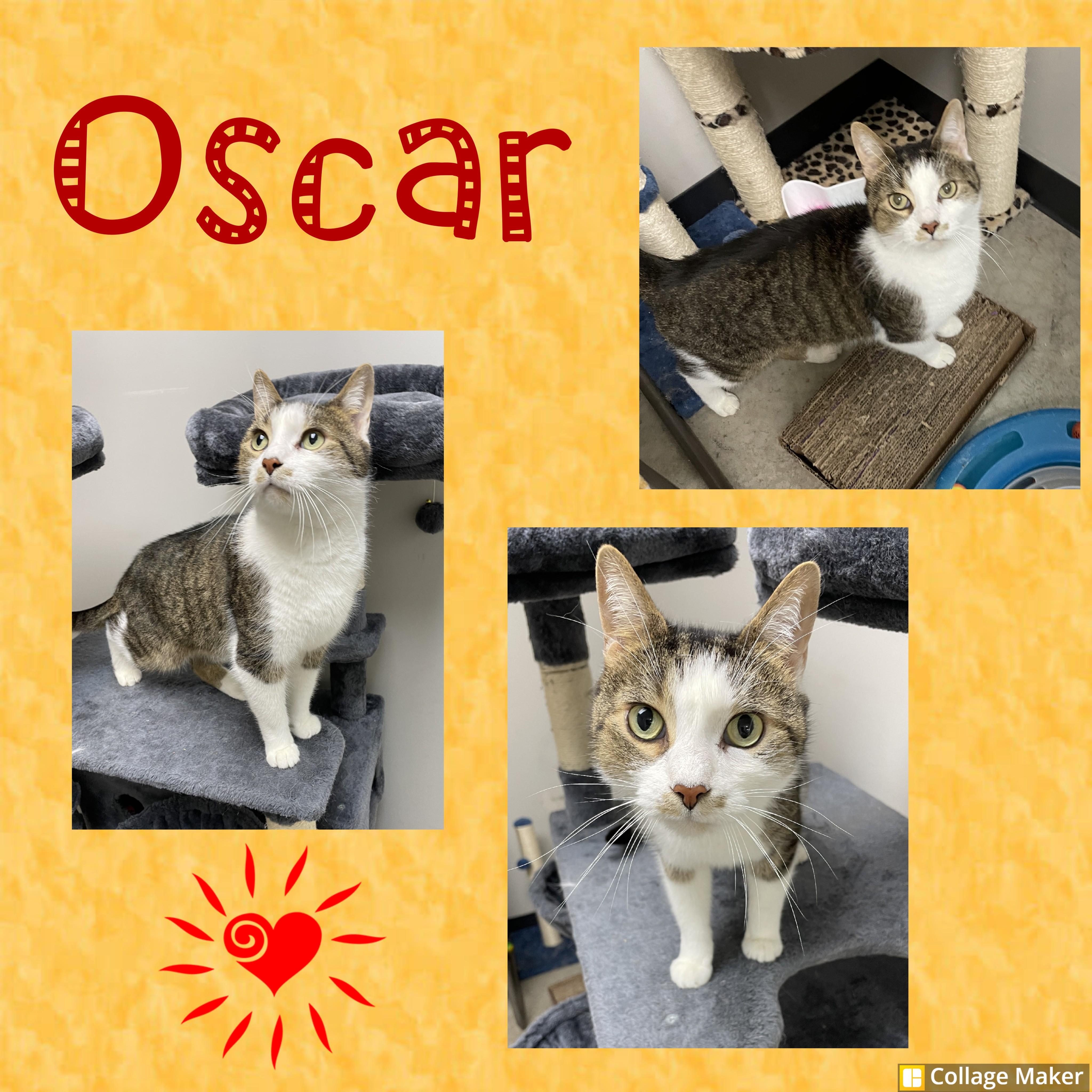 Oscar, ADOPTABLE, Adult Male Domestic Short Hair.