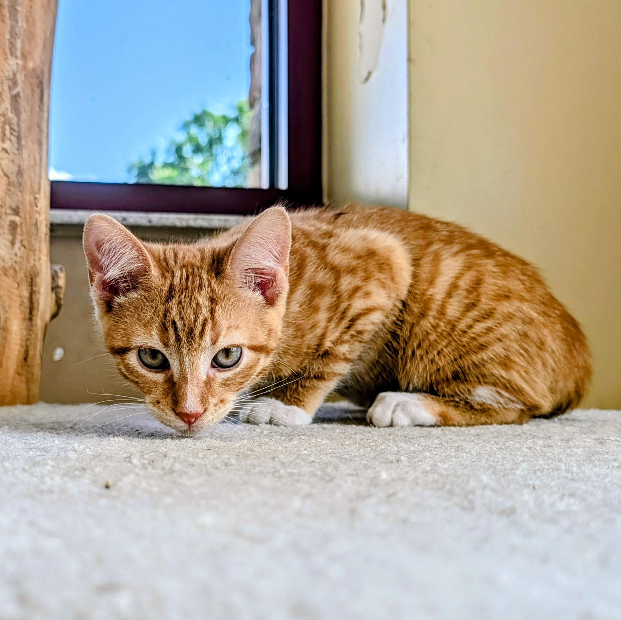 Enlarge Gruyere "Gru", an adopted Domestic Short Hair in Madison, WI image 3/4