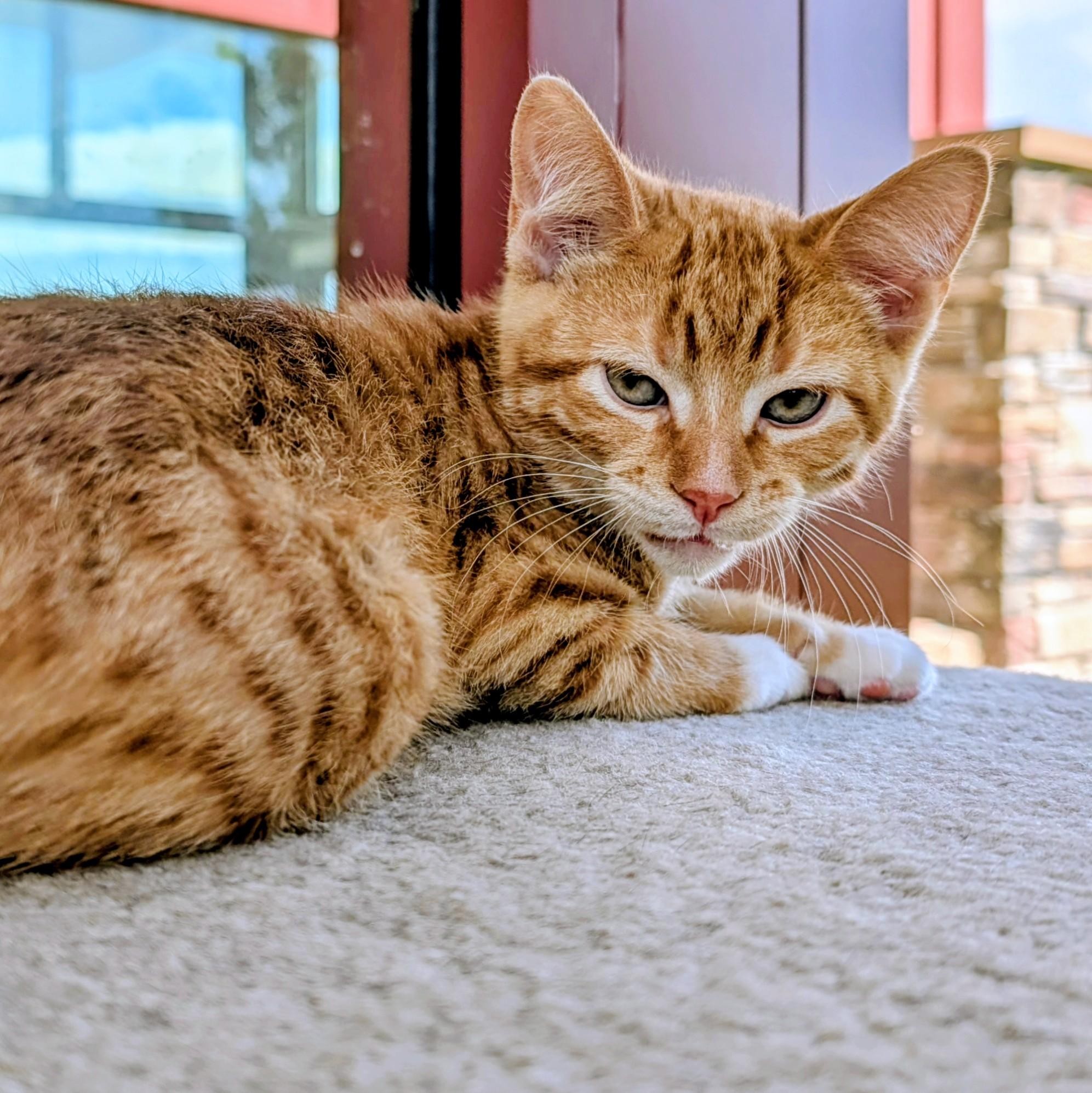 Enlarge Gruyere "Gru", an adopted Domestic Short Hair in Madison, WI image 4/4