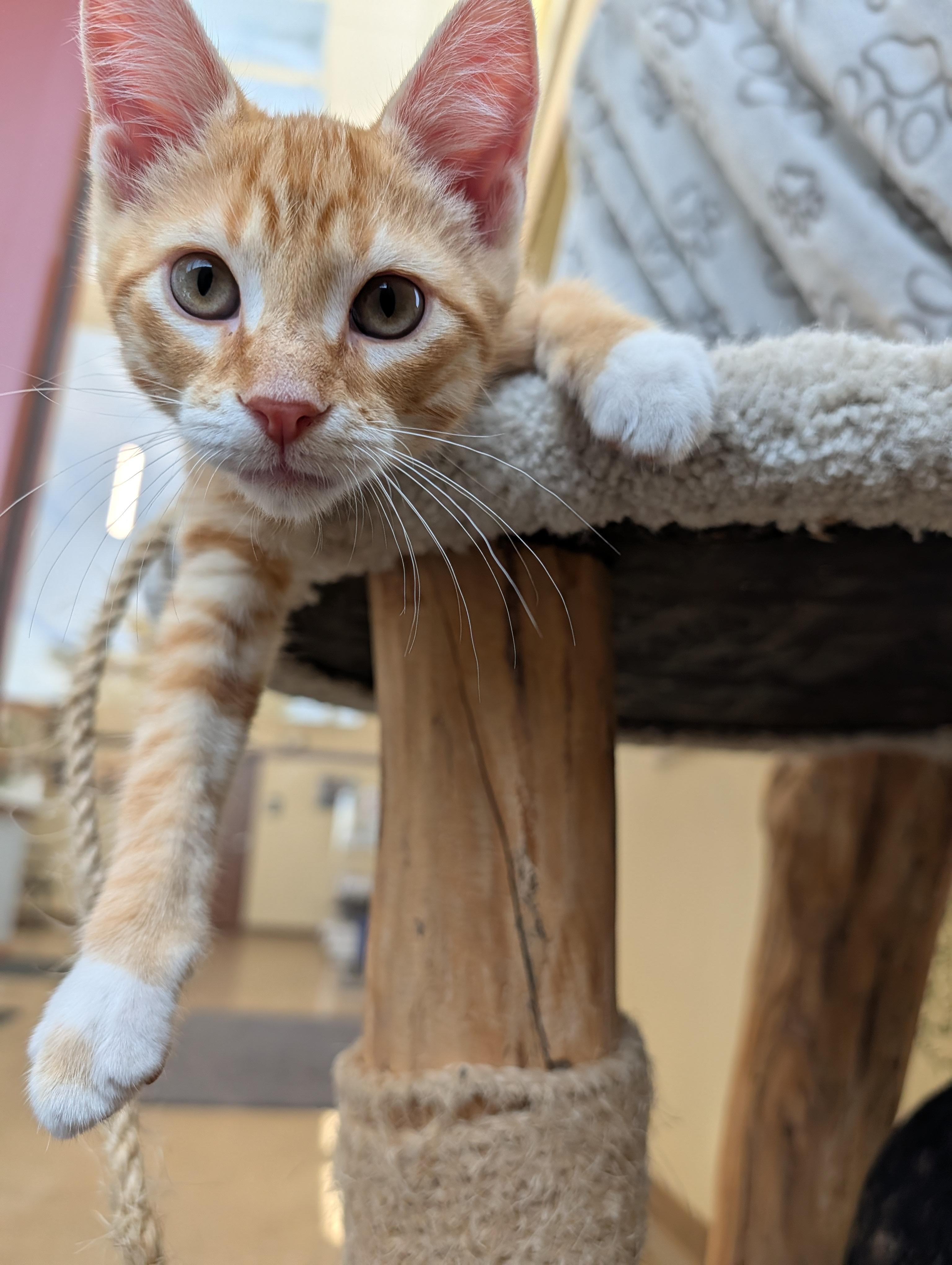 Enlarge Gruyere "Gru", an adopted Domestic Short Hair in Madison, WI image 2/4
