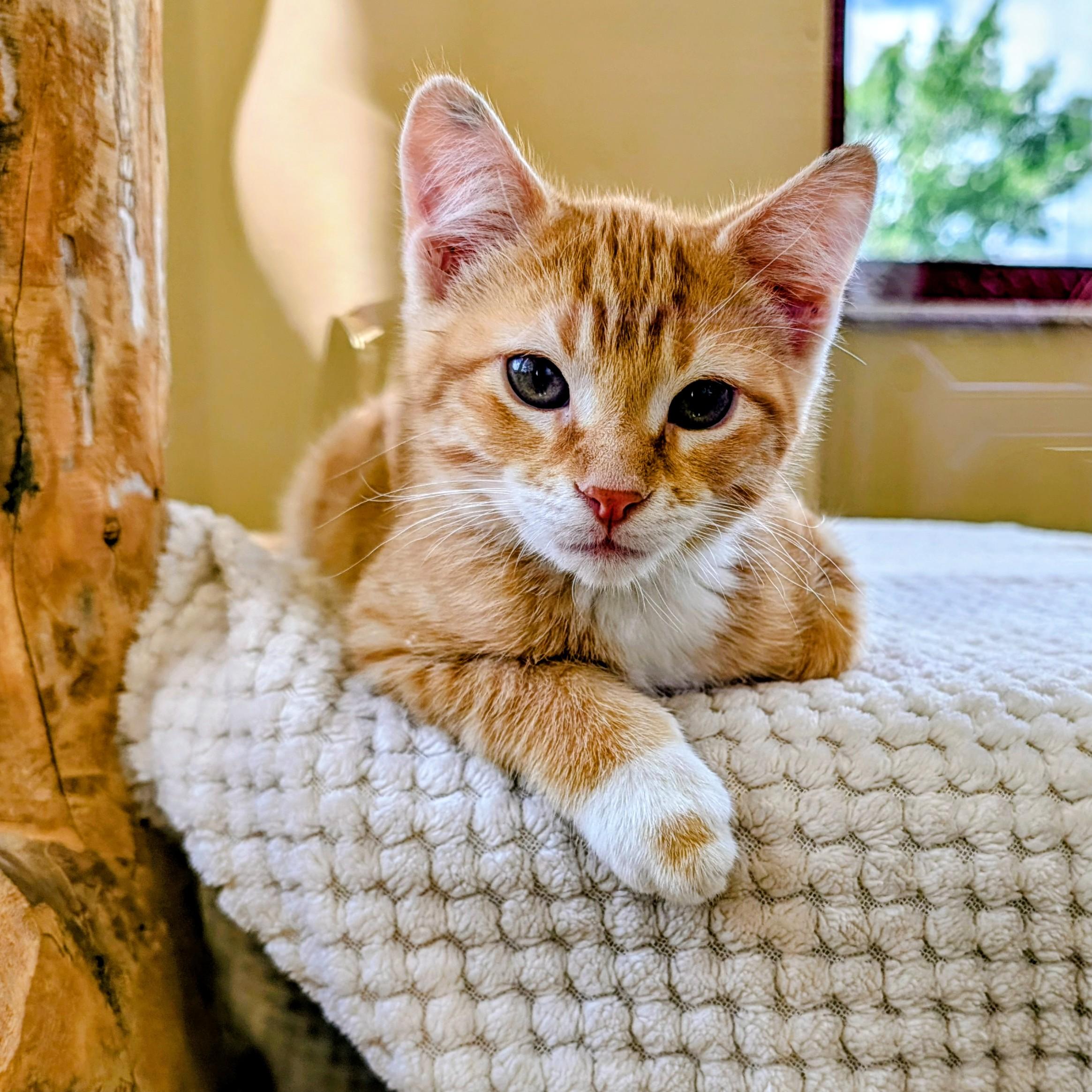 Gruyere "Gru", adopted, Kitten Male Domestic Short Hair.
