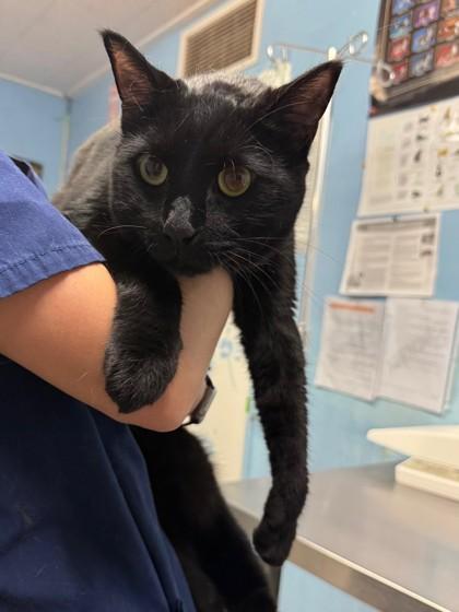 Darcy Lewis, Adoptable, Adult Female Domestic Short Hair & Domestic Short Hair.