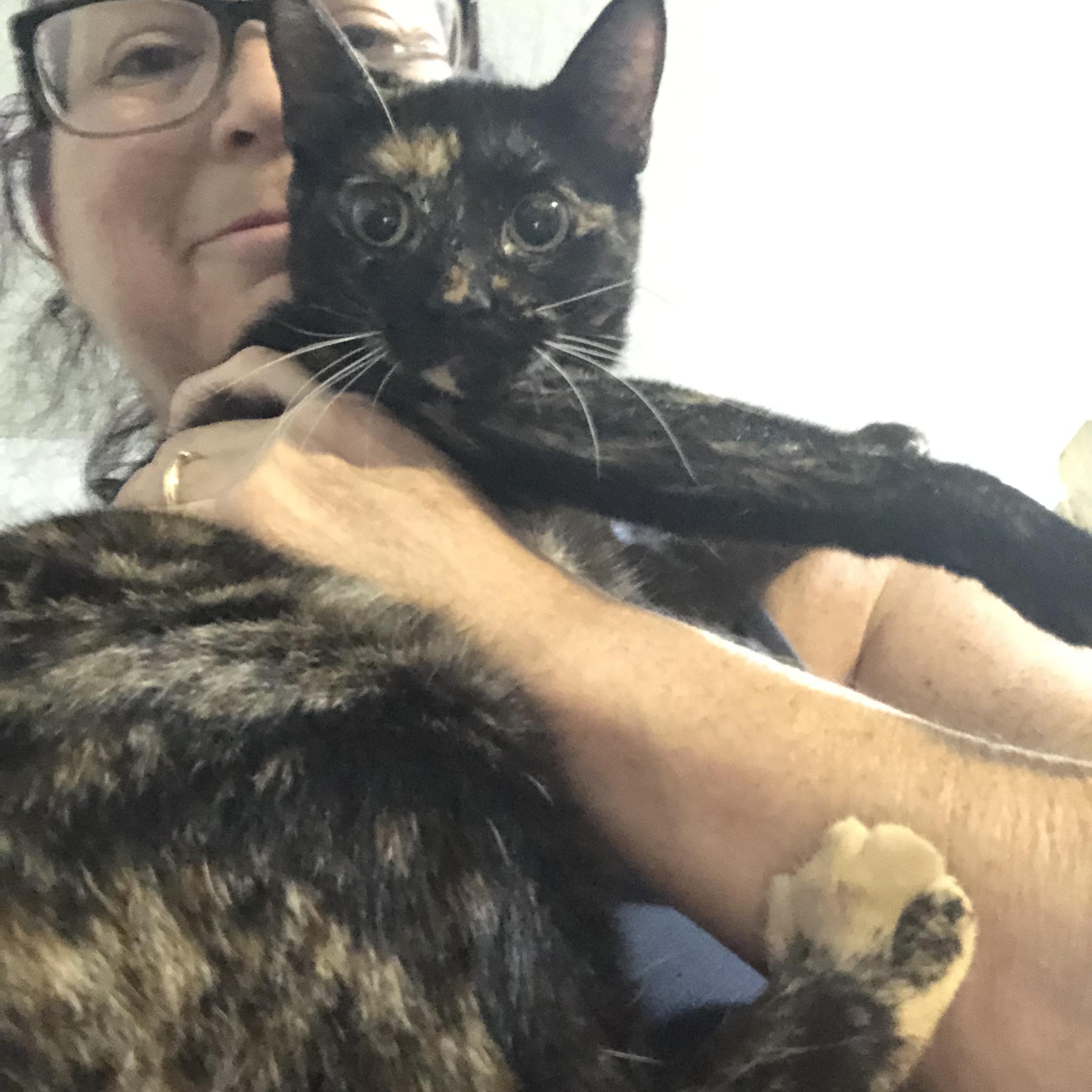 Hazel - tortoise, Adoptable, Young Female Tortoiseshell.