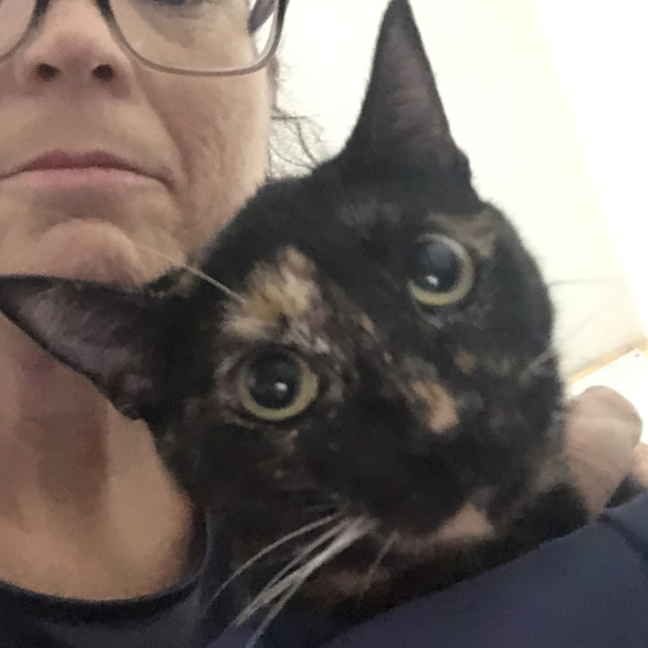 Enlarge Hazel - tortoise, a Adoptable Tortoiseshell in Ormond beach, FL image 2/2