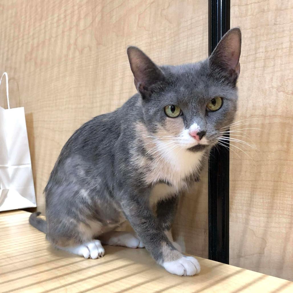 Enlarge Winter Mimi, a Adoptable Domestic Short Hair in Monroe, MI image 1/6