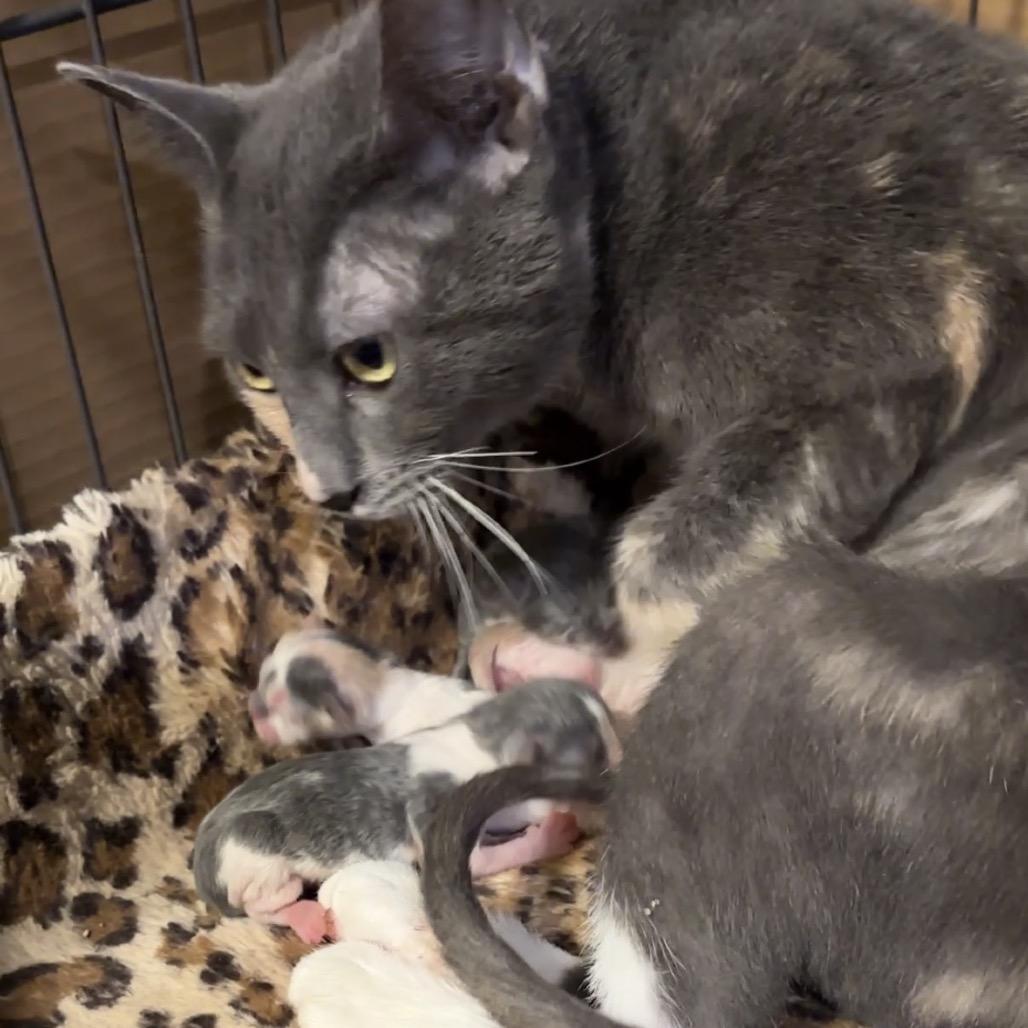 Enlarge Winter Mimi, a Adoptable Domestic Short Hair in Monroe, MI image 4/6