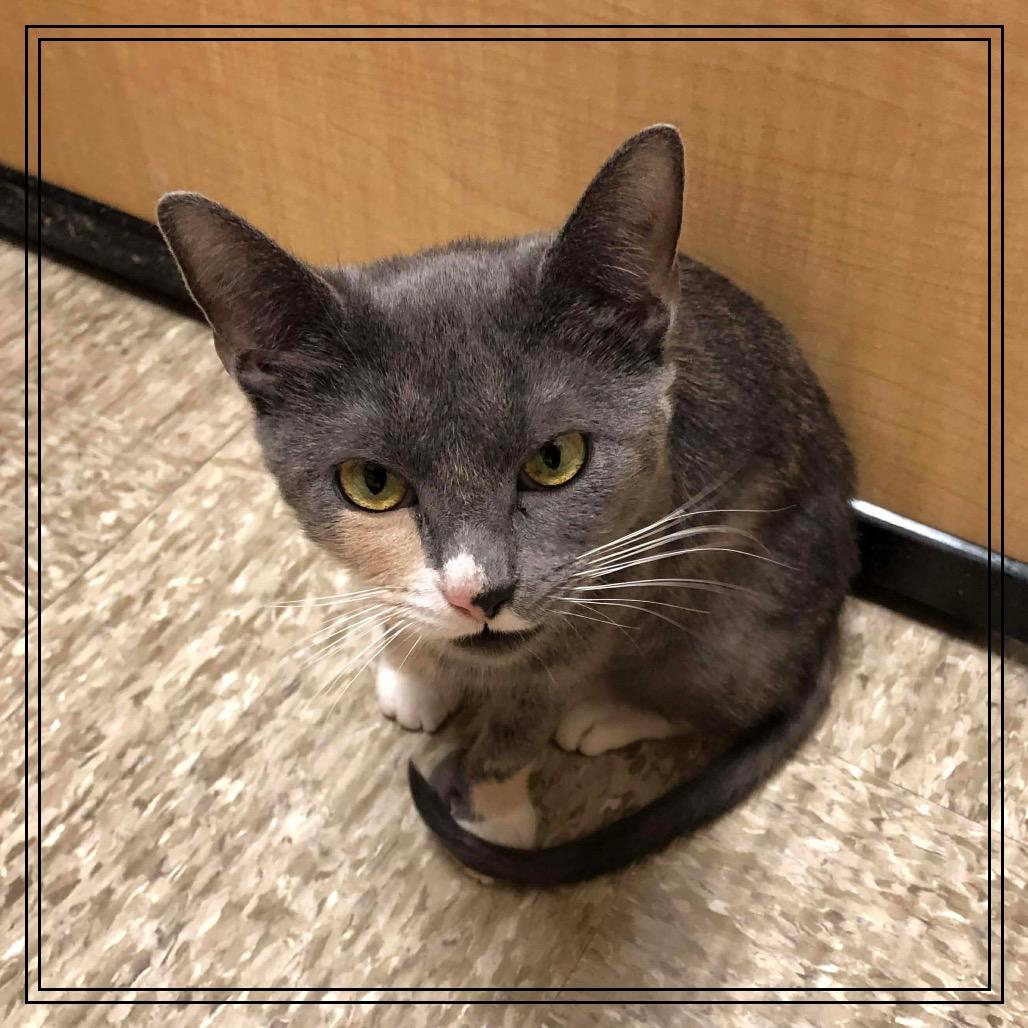 Enlarge Winter Mimi, a Adoptable Domestic Short Hair in Monroe, MI image 5/6