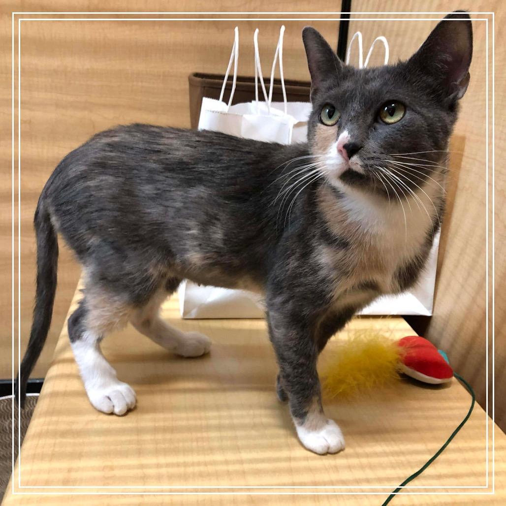 Enlarge Winter Mimi, a Adoptable Domestic Short Hair in Monroe, MI image 6/6