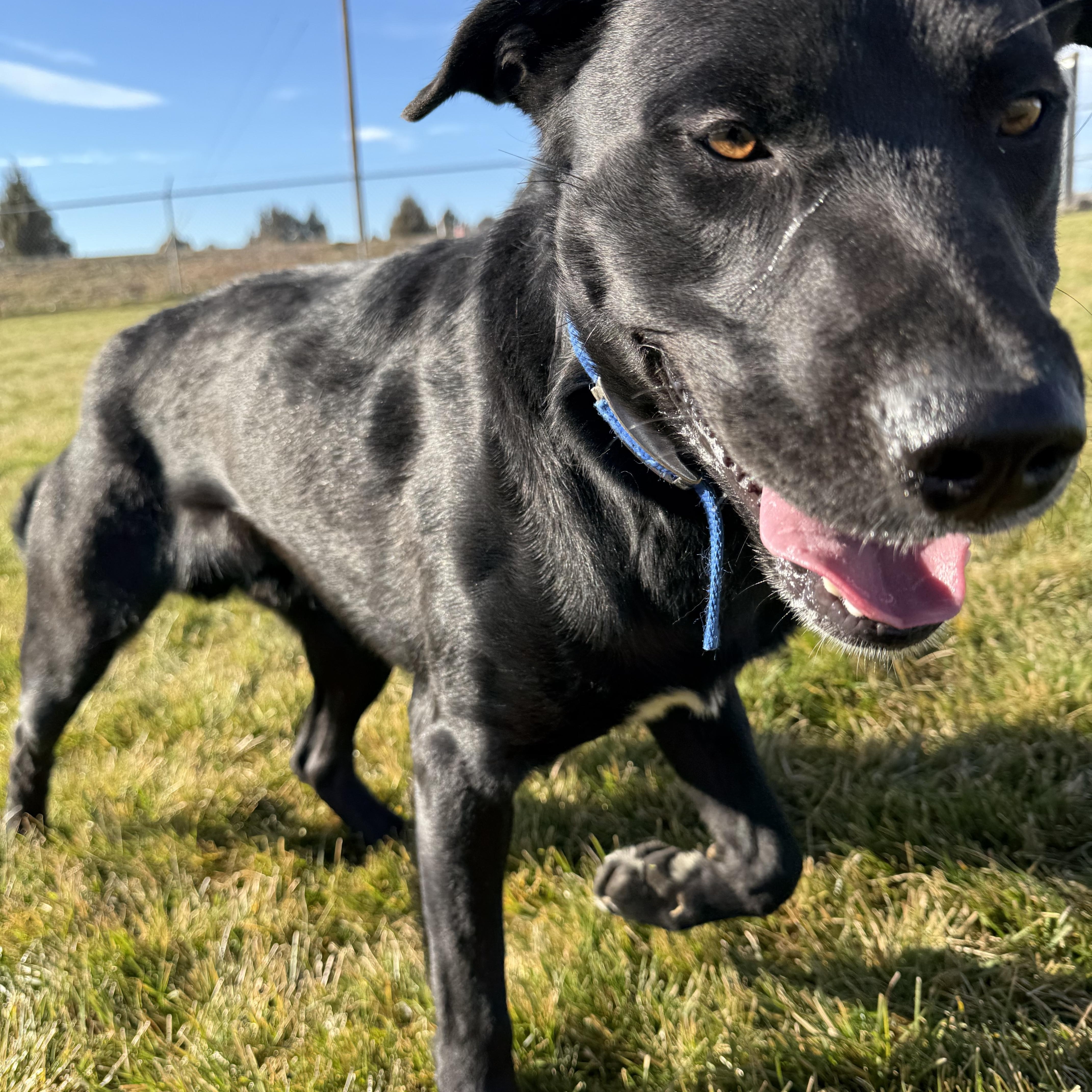 Ernie, Adoptable, Adult Male Black Labrador Retriever.