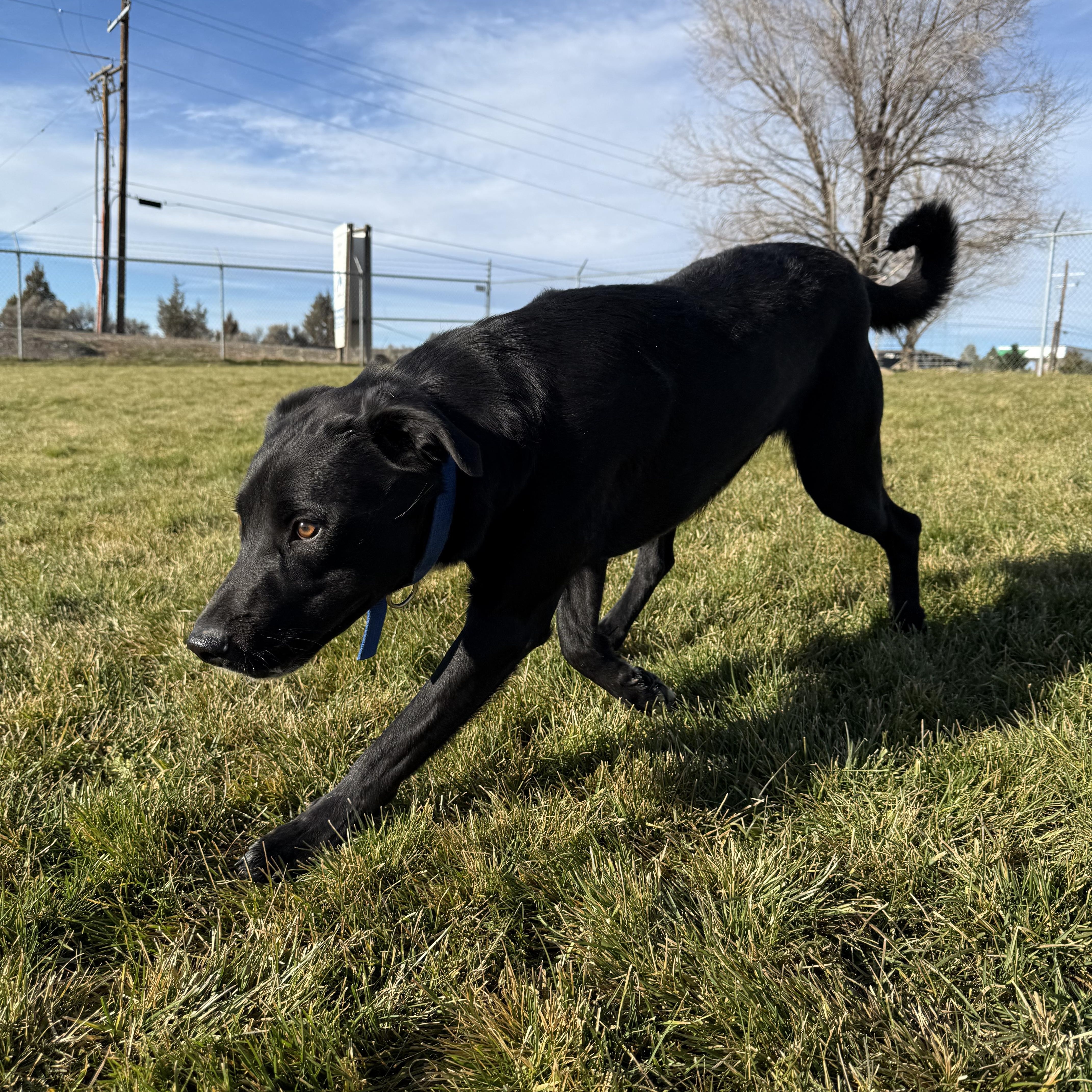 Ernie, a Adoptable mixed breed in Prineville, OR image 2/6