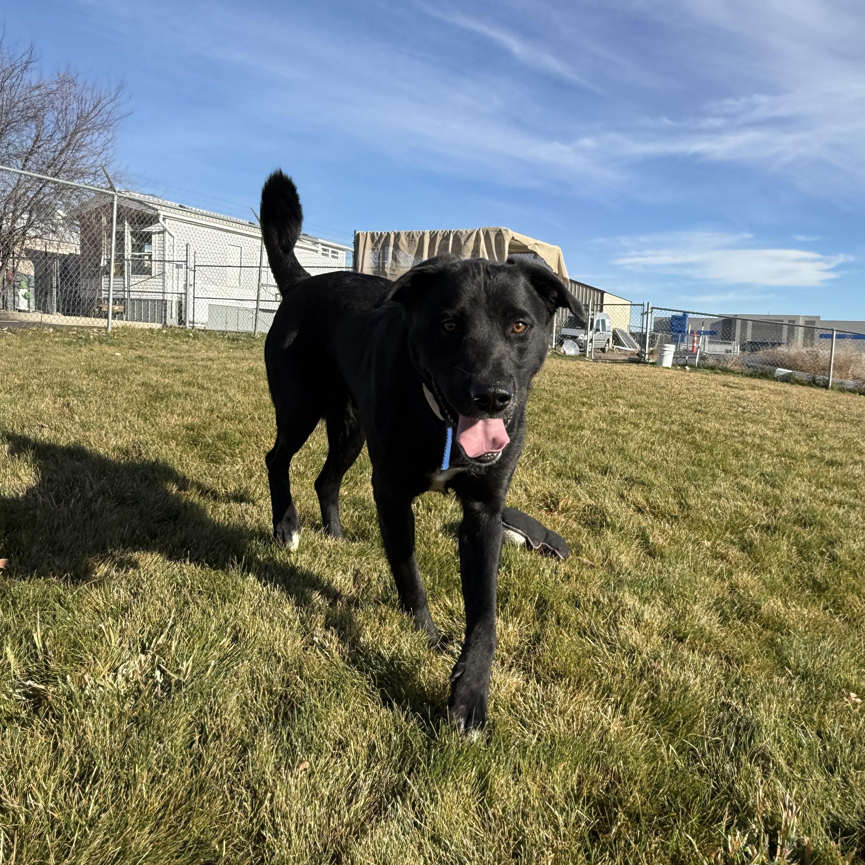 Ernie, a Adoptable mixed breed in Prineville, OR image 3/6