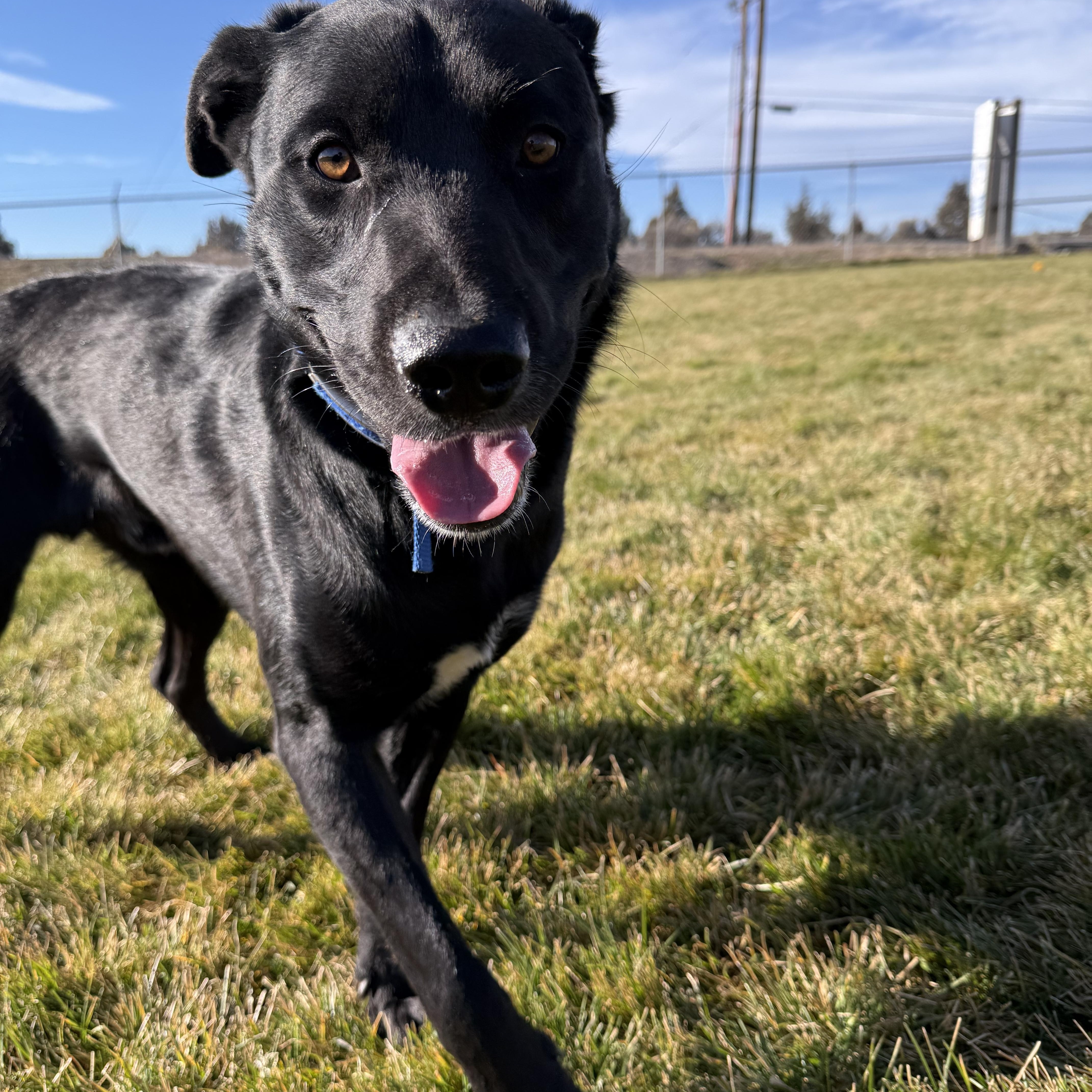 Ernie, a Adoptable mixed breed in Prineville, OR image 4/6