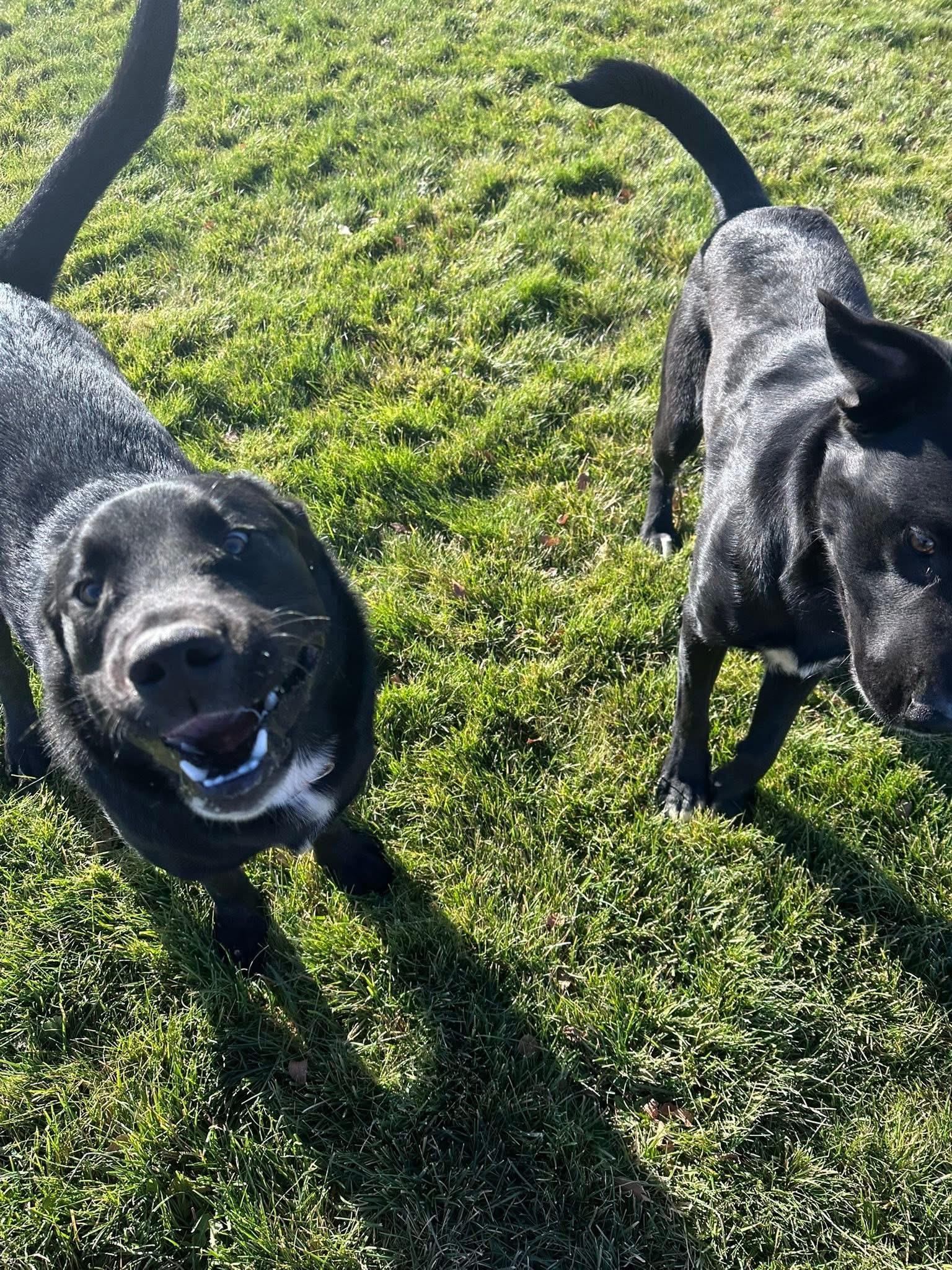 Ernie, a Adoptable mixed breed in Prineville, OR image 5/6