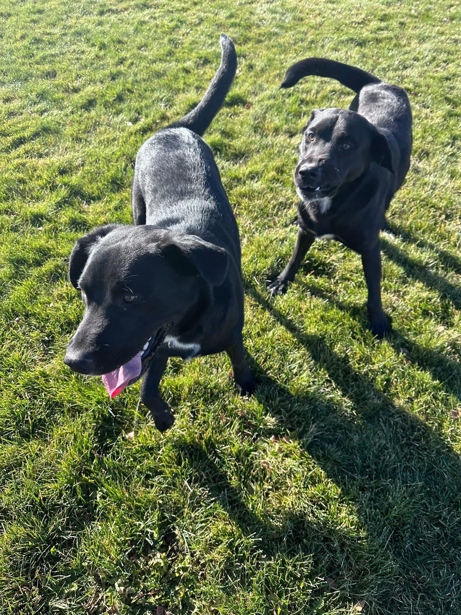 Ernie, a Adoptable mixed breed in Prineville, OR image 6/6