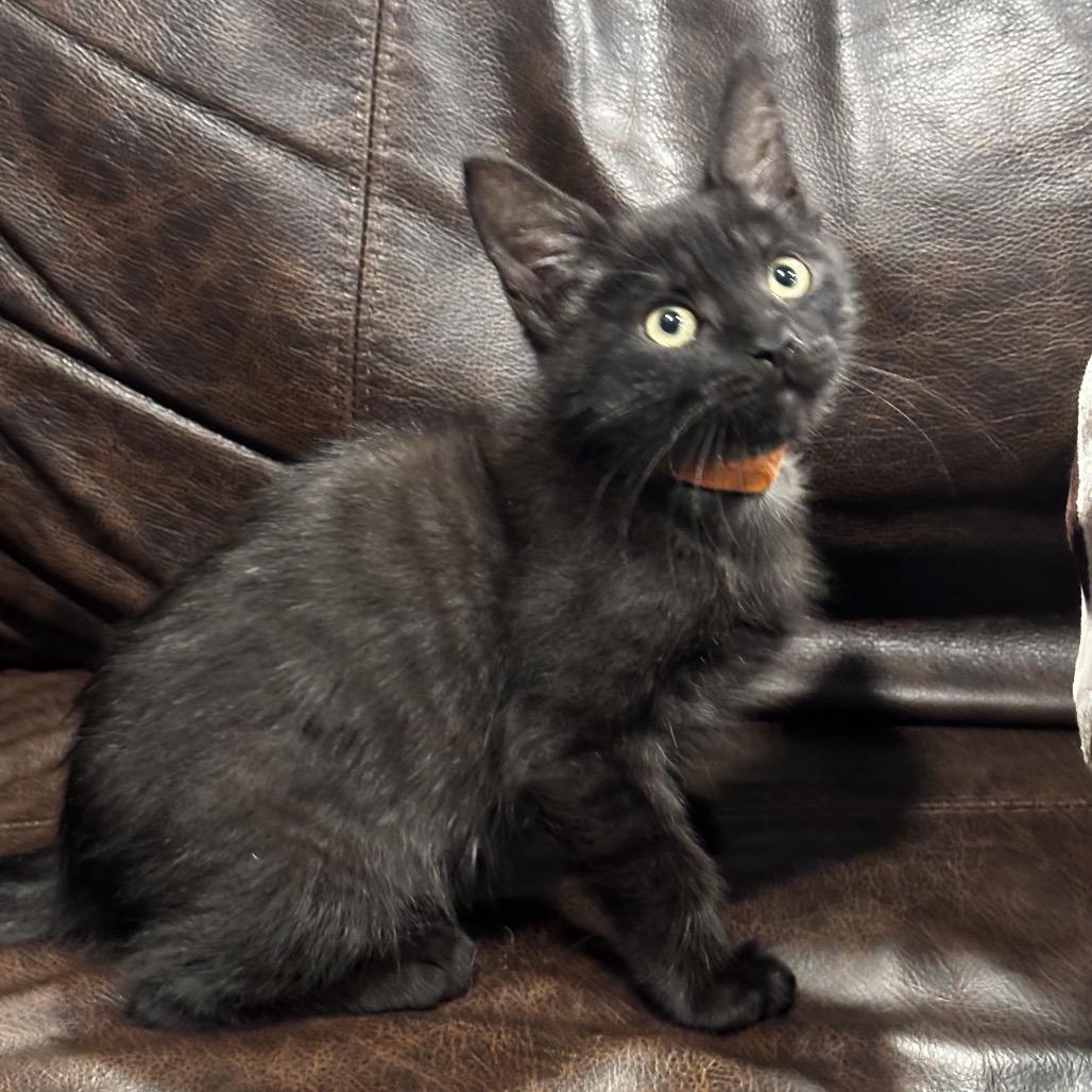 Enlarge Ruchi (Orange), a Adoptable Domestic Short Hair in Escondido, CA image 2/4