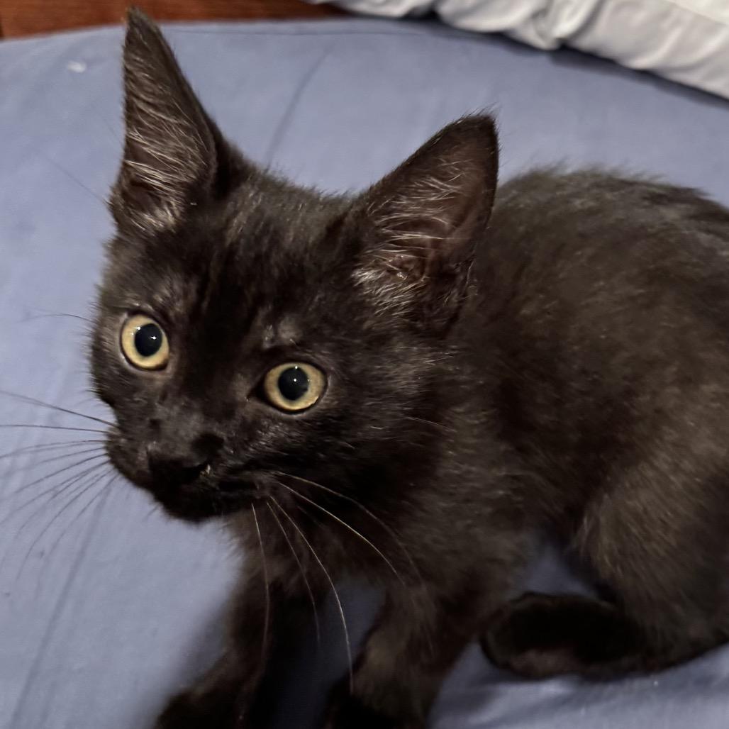 Enlarge Ruchi (Orange), a Adoptable Domestic Short Hair in Escondido, CA image 4/4