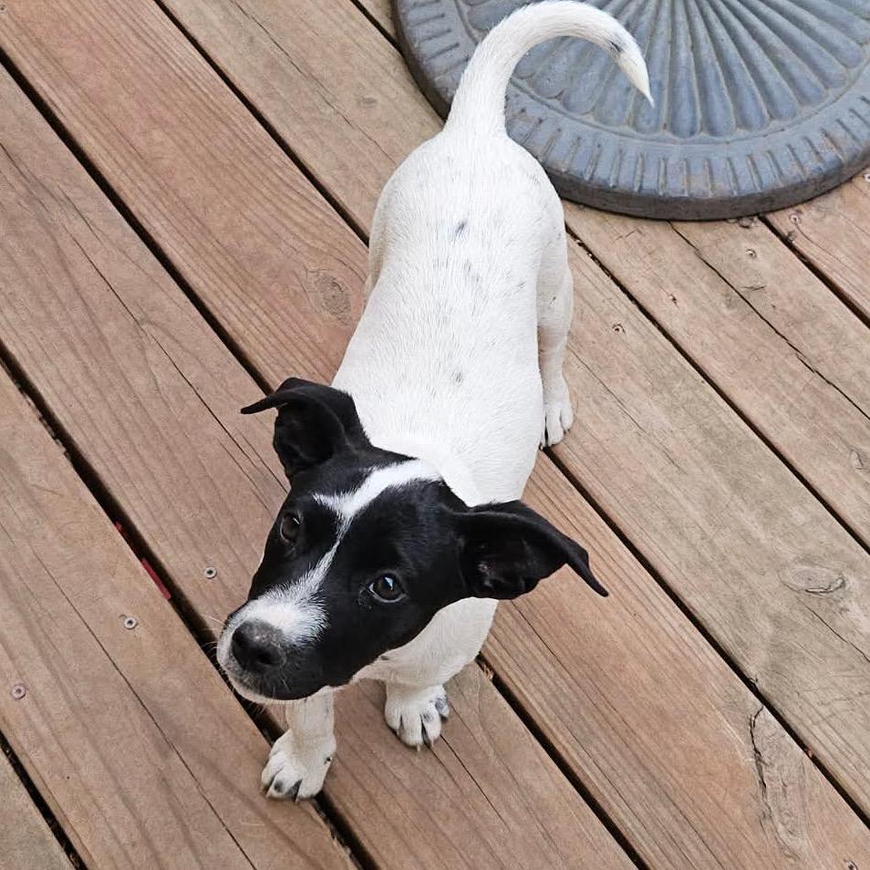 Enlarge Phoebe, a Adoptable mixed breed in Olathe, KS image 1/6