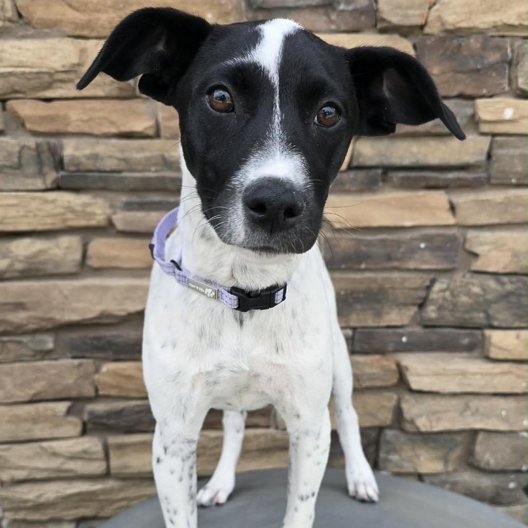 Enlarge Phoebe, a Adoptable mixed breed in Olathe, KS image 2/6