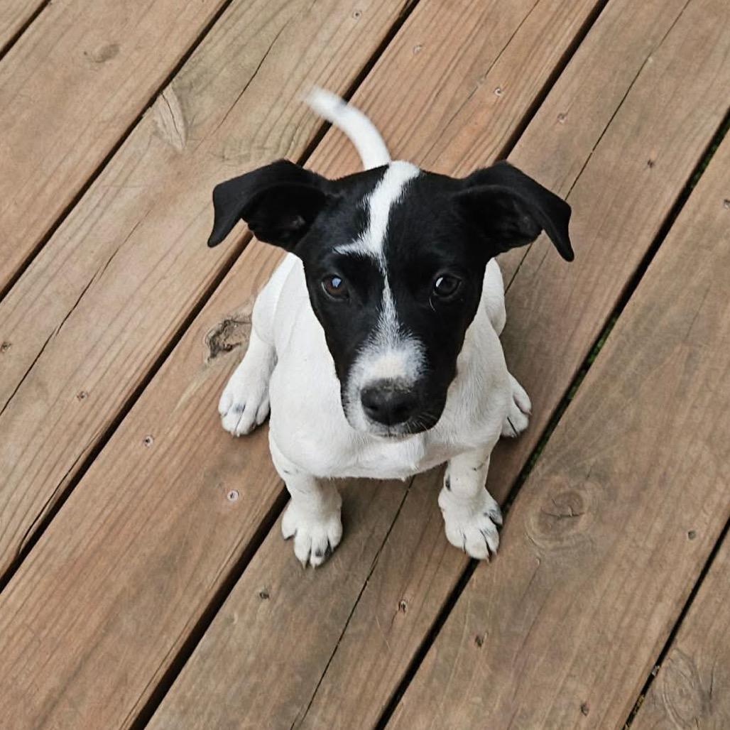 Enlarge Phoebe, a Adoptable mixed breed in Olathe, KS image 3/6