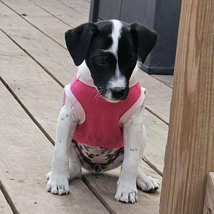 Enlarge Phoebe, a Adoptable mixed breed in Olathe, KS image 4/6