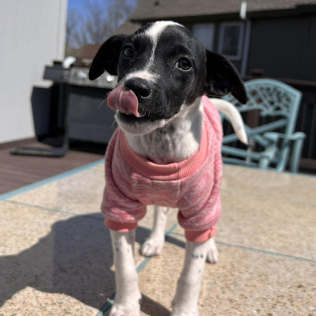 Enlarge Phoebe, a Adoptable mixed breed in Olathe, KS image 5/6