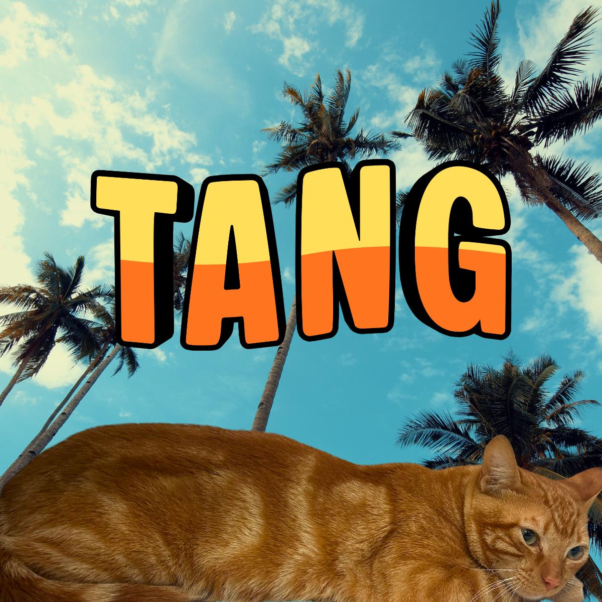 Tang, ADOPTABLE, Adult Male Domestic Short Hair.
