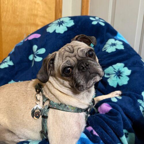 Enlarge Katie, a Adoptable Pug in Seattle, WA image 1/4