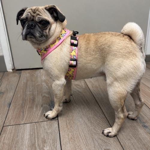 Enlarge Katie, a Adoptable Pug in Seattle, WA image 2/4