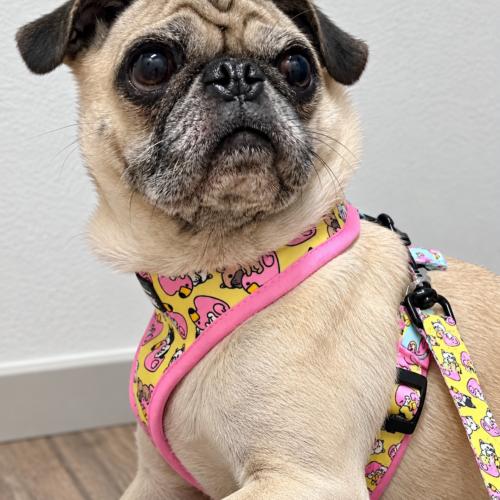 Enlarge Katie, a Adoptable Pug in Seattle, WA image 3/4