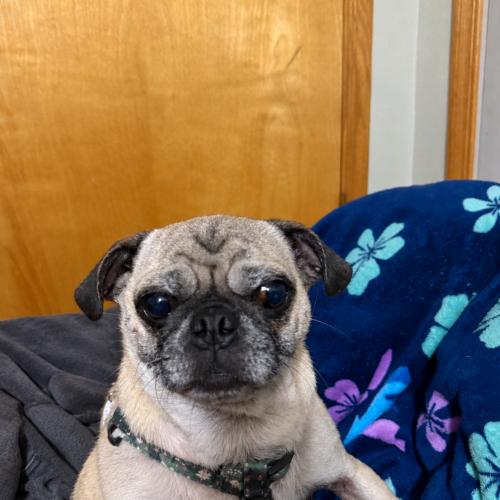 Enlarge Katie, a Adoptable Pug in Seattle, WA image 4/4