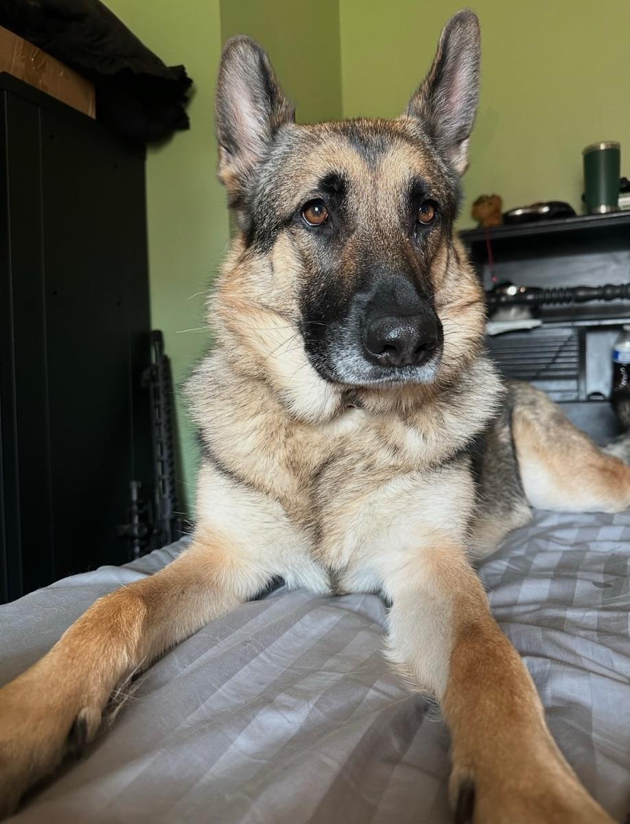 Rosie, Adoptable, Adult Female German Shepherd Dog.