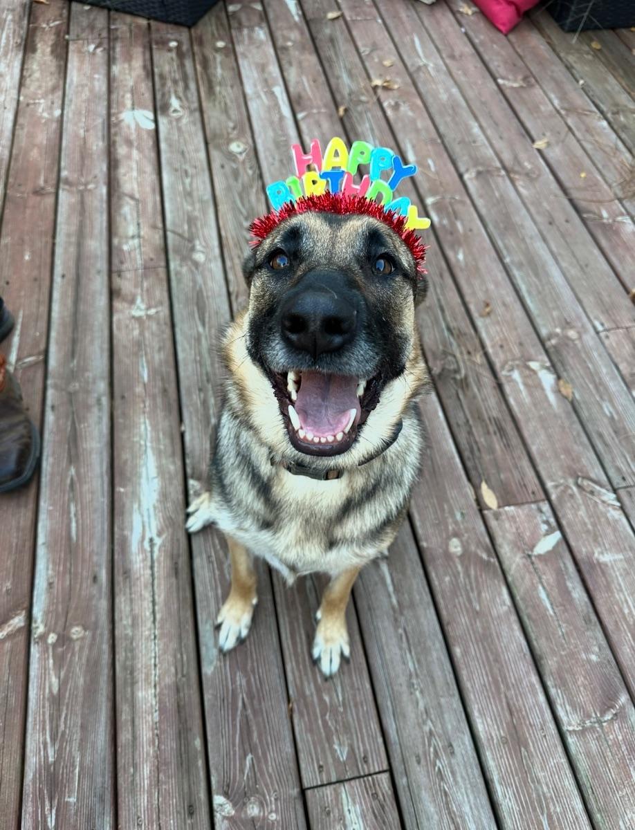 Enlarge Rosie, a Adoptable German Shepherd Dog in Mora, MN image 3/3