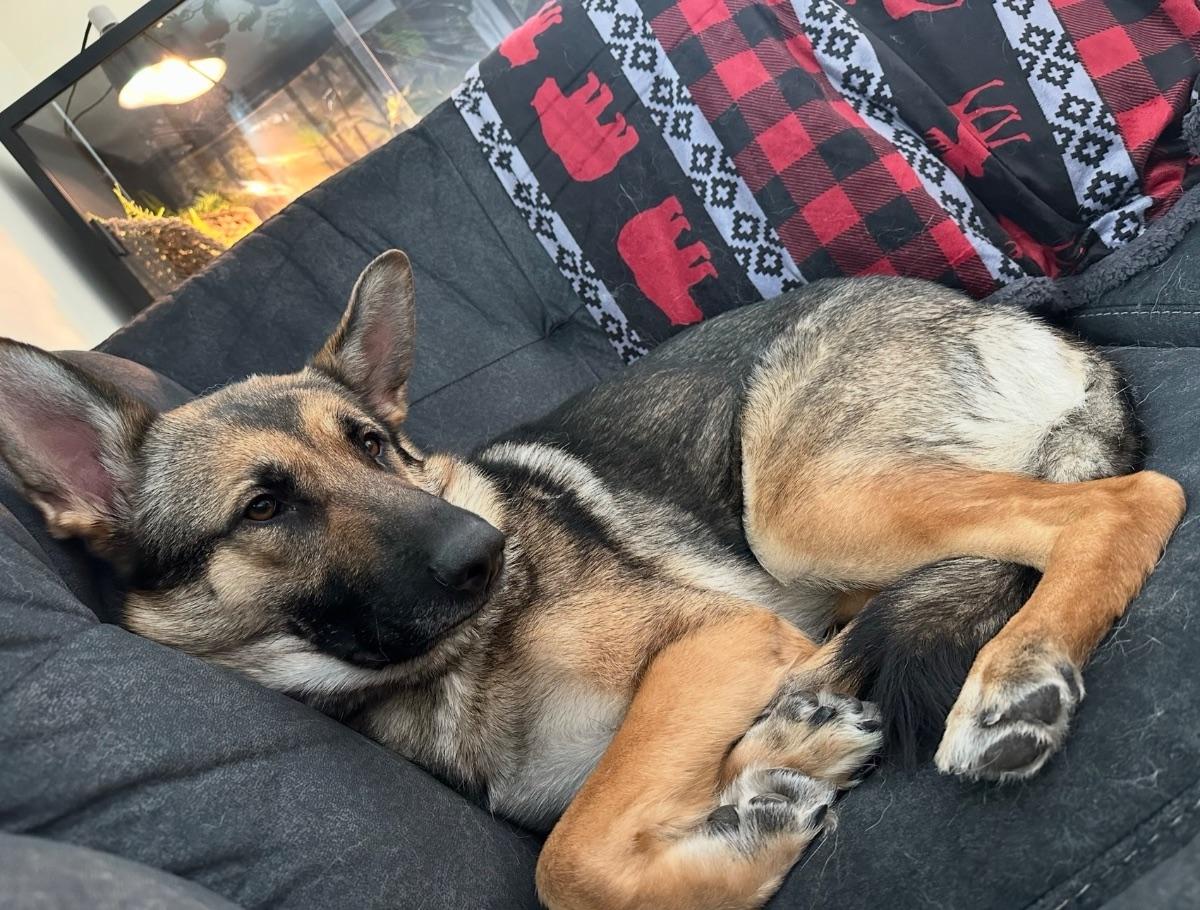 Enlarge Rosie, a Adoptable German Shepherd Dog in Mora, MN image 2/3