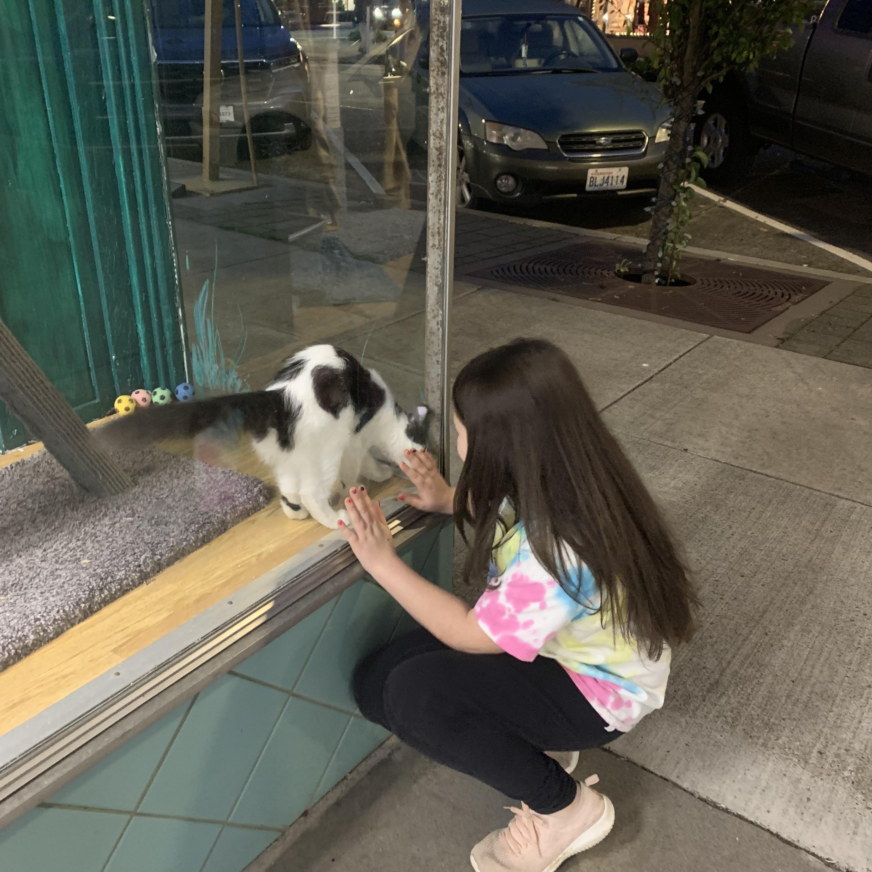 Enlarge Angus, an adopted Domestic Long Hair in Kelso, WA image 2/4