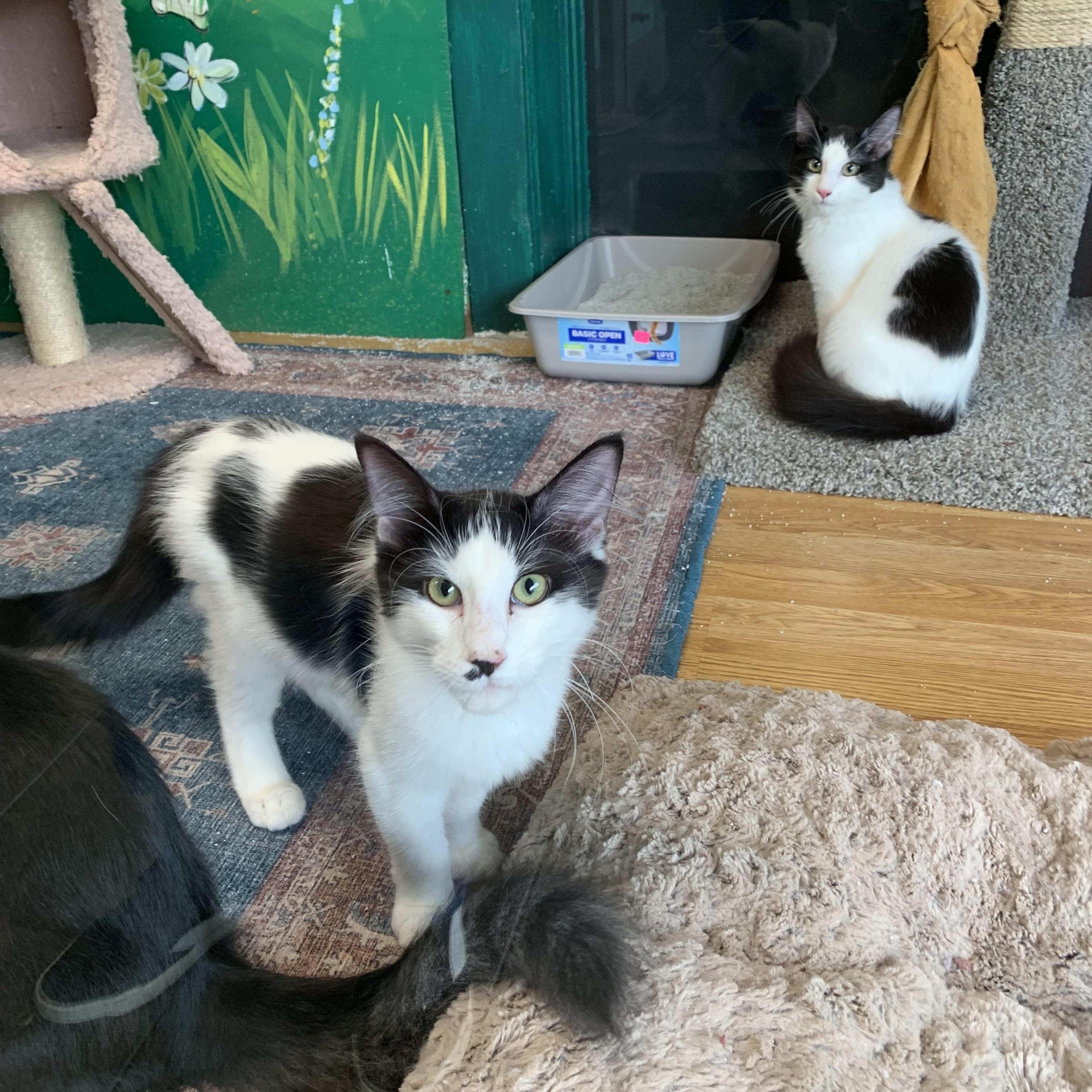 Angus, Adoptable, Kitten Female Domestic Long Hair.