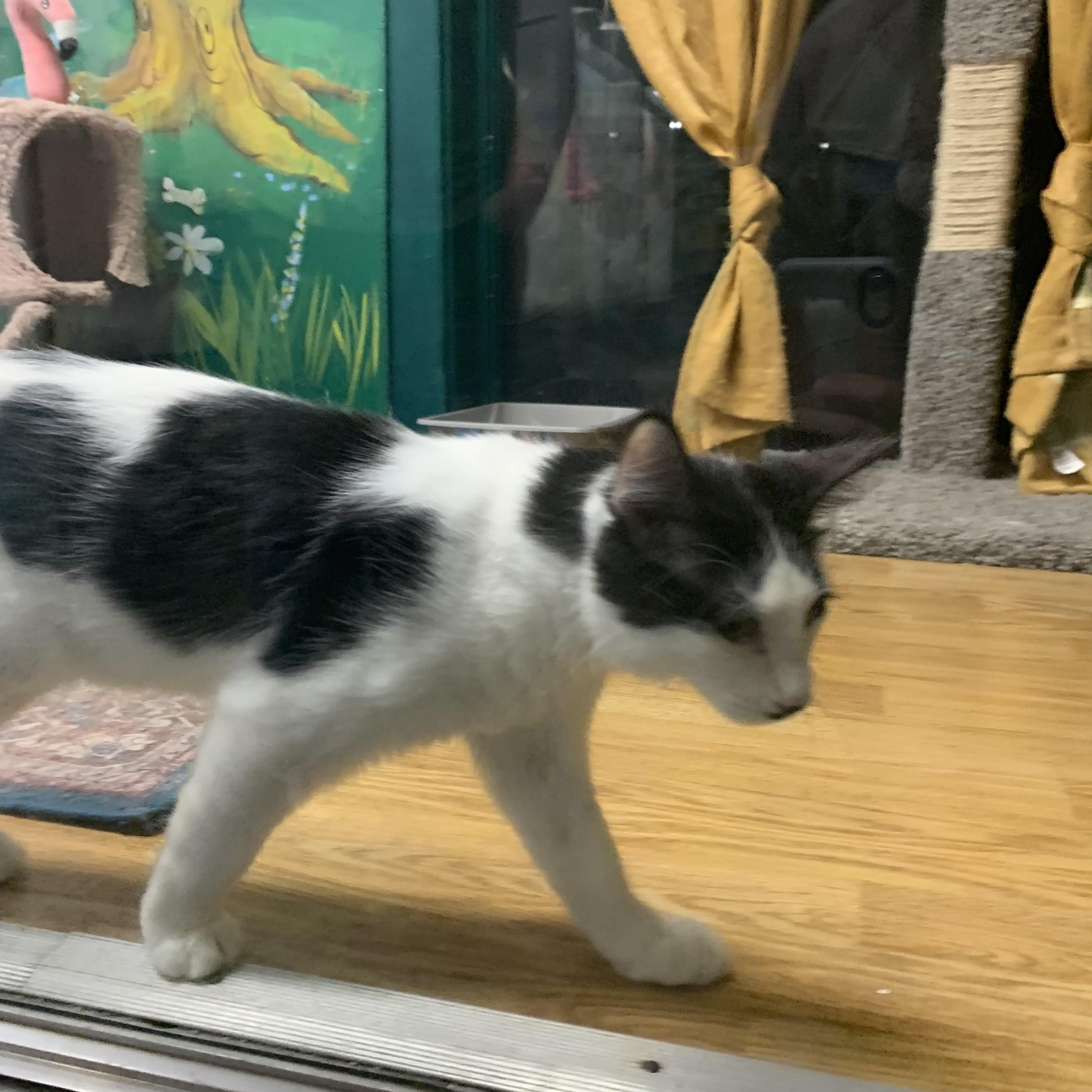 Enlarge Angus, an adopted Domestic Long Hair in Kelso, WA image 3/4