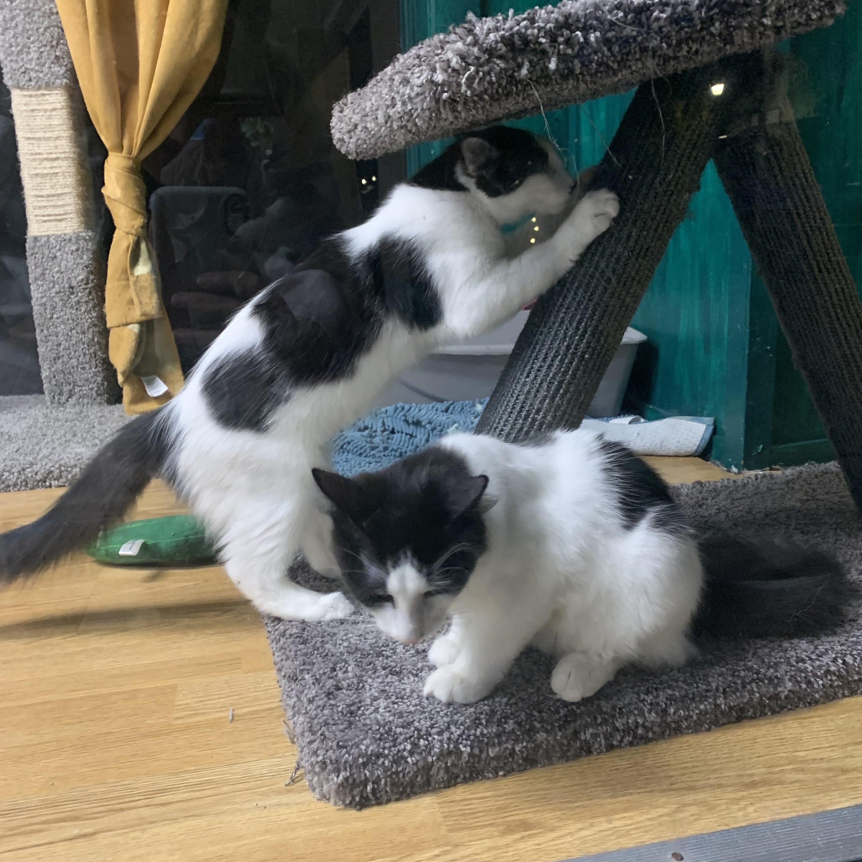 Enlarge Angus, an adopted Domestic Long Hair in Kelso, WA image 4/4