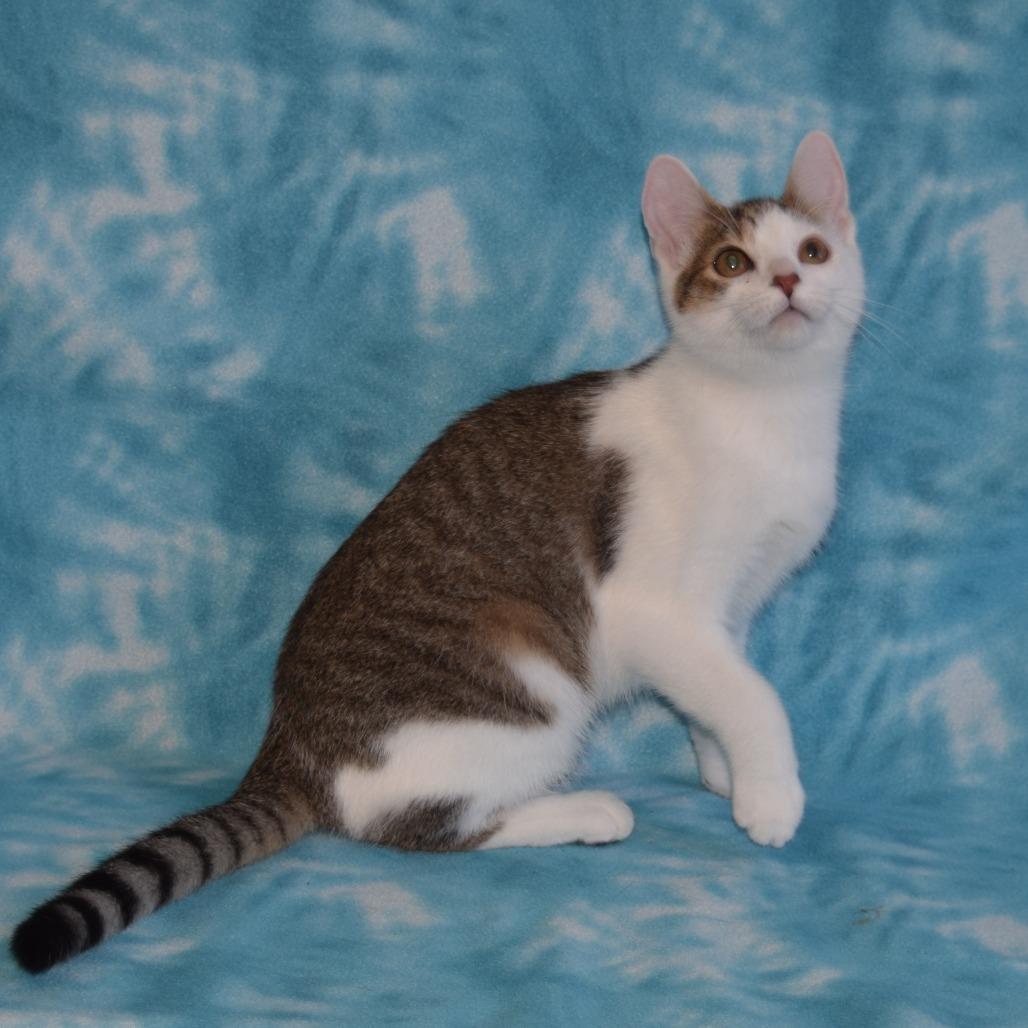 Vincent, Adoptable, Young Male Domestic Short Hair.