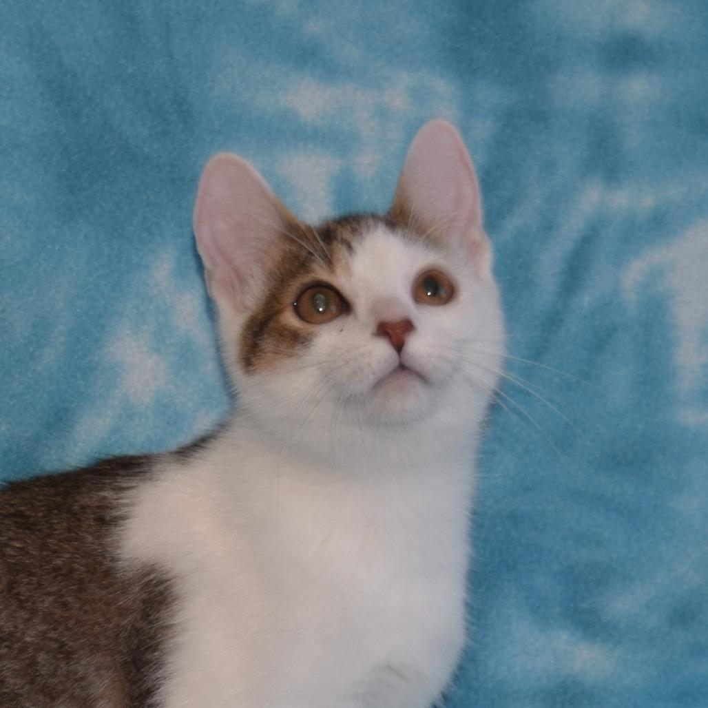 Enlarge Vincent, a Adoptable Domestic Short Hair in Eureka, CA image 2/3