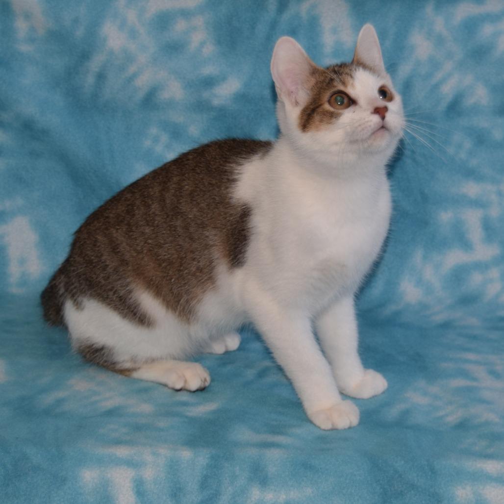 Enlarge Vincent, a Adoptable Domestic Short Hair in Eureka, CA image 3/3