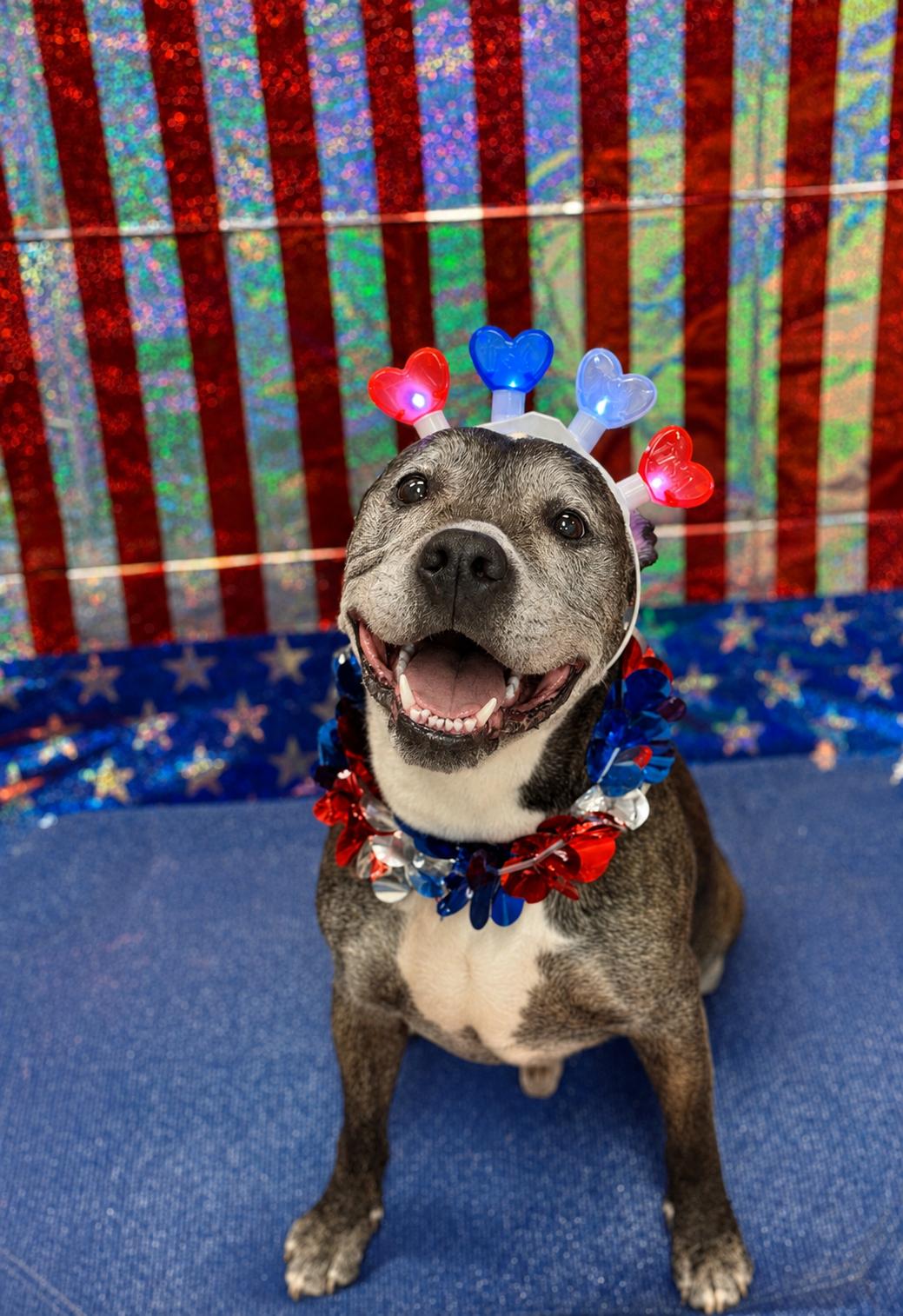 Junior 3815, Adoptable, Senior Male Pit Bull Terrier.