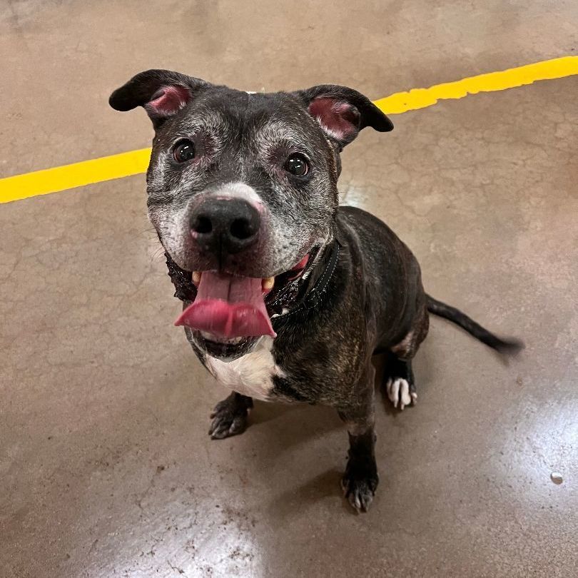 Junior 3815, a Adoptable Pit Bull Terrier in Phoenix, AZ image 1/3