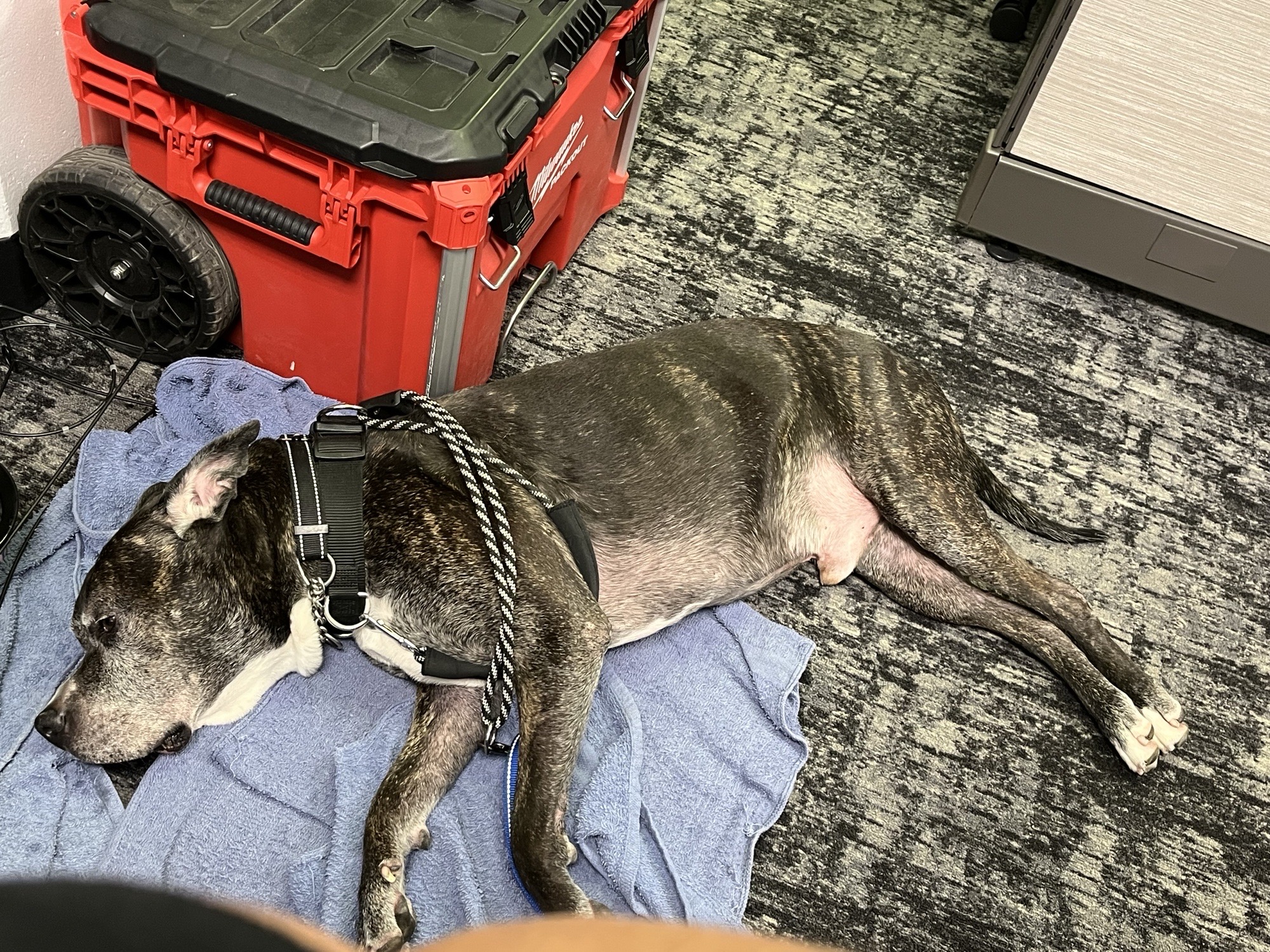 Junior 3815, a Adoptable Pit Bull Terrier in Phoenix, AZ image 2/3