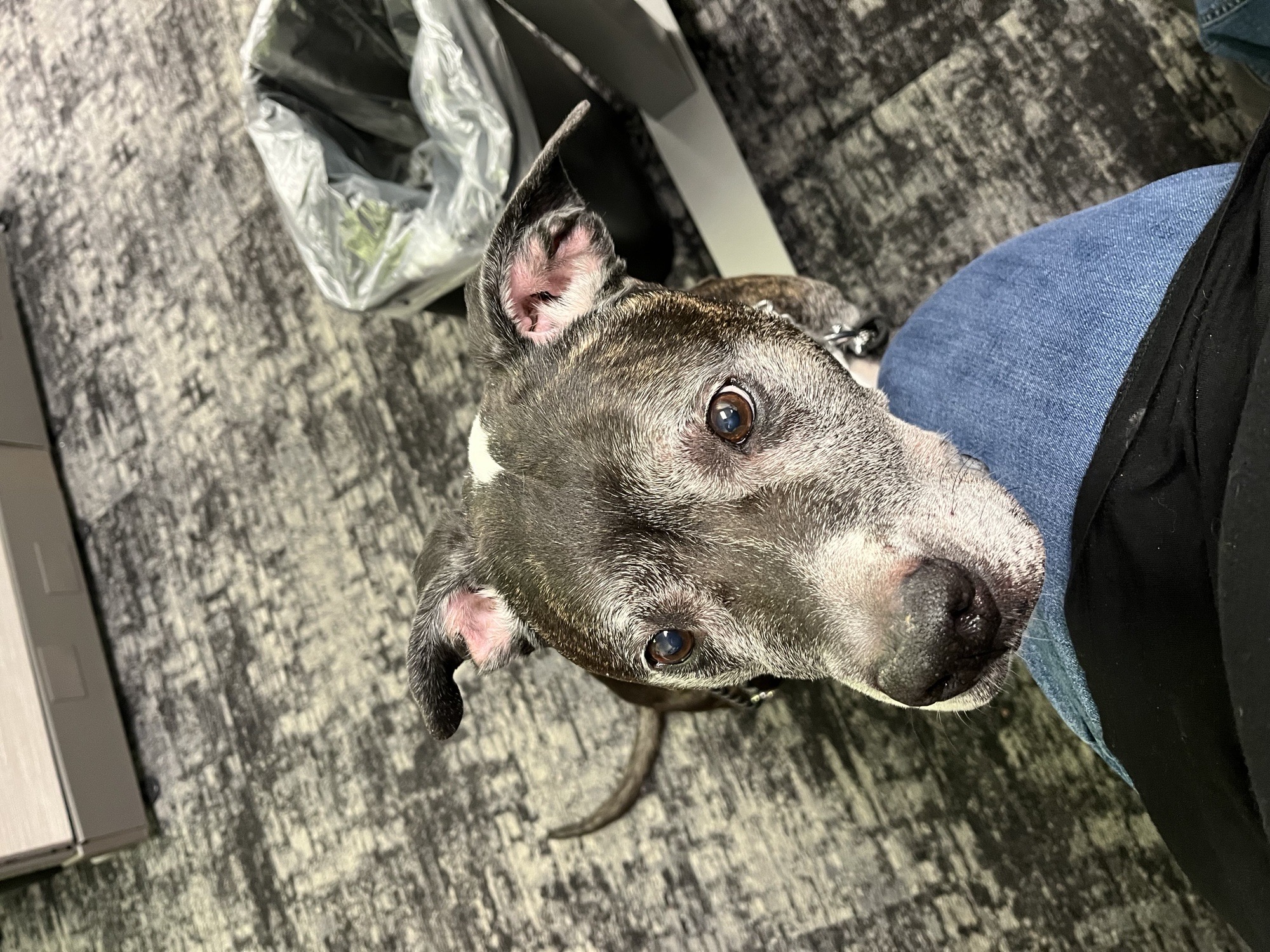 Junior 3815, a Adoptable Pit Bull Terrier in Phoenix, AZ image 3/3